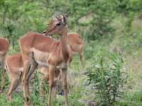 Impala (Aepyceros melampus)