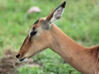 Impala (Aepyceros melampus)