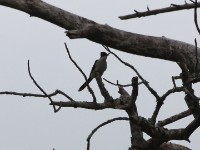 Jacobin Cuckoo (Clamator jacobinus)
