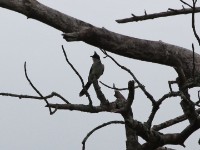 Jacobin Cuckoo (Clamator jacobinus)