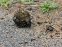 Dung Beetle