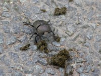 Dung Beetle