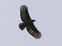 Crowned Eagle (Stephanoaetus coronatus)