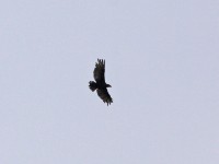 Tawny Eagle (Aquila rapax)