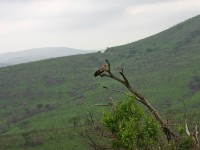 African Harrier-Hawk (Polyboroides typus)