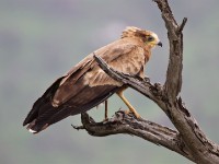 African Harrier-Hawk (Polyboroides typus)