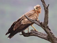 African Harrier-Hawk (Polyboroides typus)