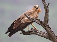 African Harrier-Hawk (Polyboroides typus)