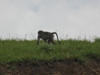 Chacma Baboon (Papio ursinus)