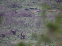 Hluhluwe Game Reserve