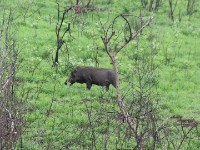 Common Warthog (Phacochoerus africanus)