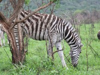 Burchell's Zebra (Equus quagga burchellii)