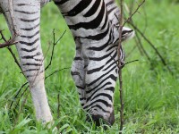 Burchell's Zebra (Equus quagga burchellii)