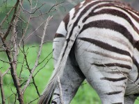 Burchell's Zebra (Equus quagga burchellii)