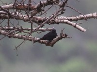 Southern Black Flycatcher (Melaenornis pammelaina)