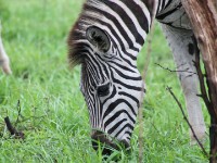 Burchell's Zebra (Equus quagga burchellii)