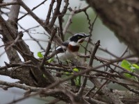 Chinspot Batis (Batis molitor)