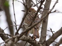 Rattling Cisticola (Cisticola chiniana)