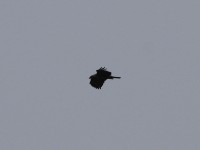 Wahlberg's Eagle (Hieraaetus wahlbergi)