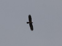 Wahlberg's Eagle (Hieraaetus wahlbergi)