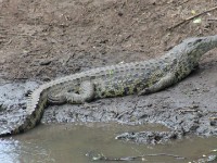 Nile Crocodile (Crocodylus niloticus)
