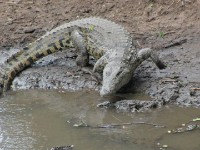 Nile Crocodile (Crocodylus niloticus)