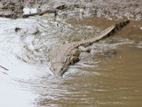 Nile Crocodile (Crocodylus niloticus)
