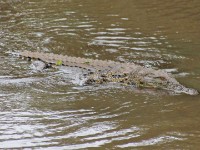 Nile Crocodile (Crocodylus niloticus)