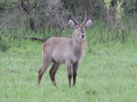 Waterbuck (Kobus ellipsiprymnus)
