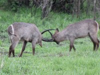 Waterbuck (Kobus ellipsiprymnus)