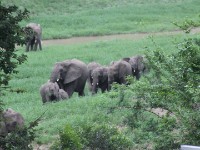 African Bush Elephant (Loxodonta africana)