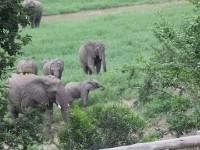 African Bush Elephant (Loxodonta africana)