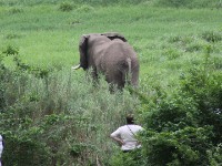African Bush Elephant (Loxodonta africana)