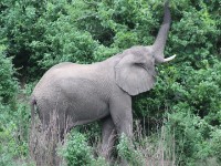 African Bush Elephant (Loxodonta africana)