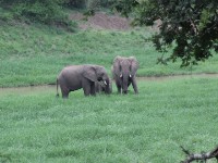African Bush Elephant (Loxodonta africana)