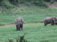 African Bush Elephant (Loxodonta africana)