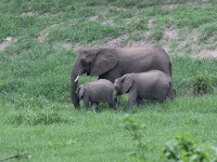 African Bush Elephant (Loxodonta africana)