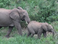 African Bush Elephant (Loxodonta africana)