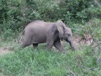 African Bush Elephant (Loxodonta africana)