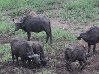 African Buffalo (Syncerus caffer)