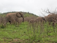 African Bush Elephant (Loxodonta africana)
