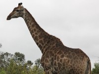 South African Giraffe (Giraffa camelopardalis giraffa)