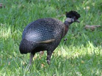 Crested Guineafowl (Guttera pucherani)