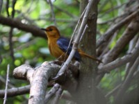 Red-capped Robin-Chat (Cossypha natalensis)