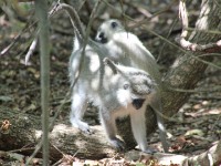 Vervet Monkey (Chlorocebus pygerythrus)