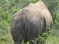 White Rhinoceros (Ceratotherium simum)