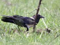 Pied Crow (Corvus albus)