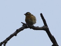 Yellow-throated Petronia (Gymnoris superciliaris)