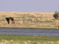 Marsh Owl (Asio capensis)