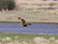 Marsh Owl (Asio capensis)